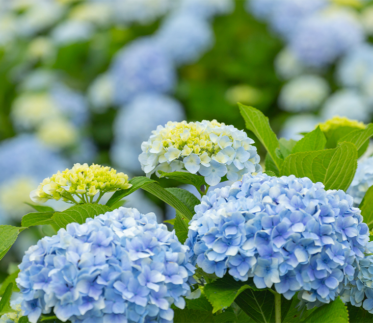 보톡스 주의사항 이미지